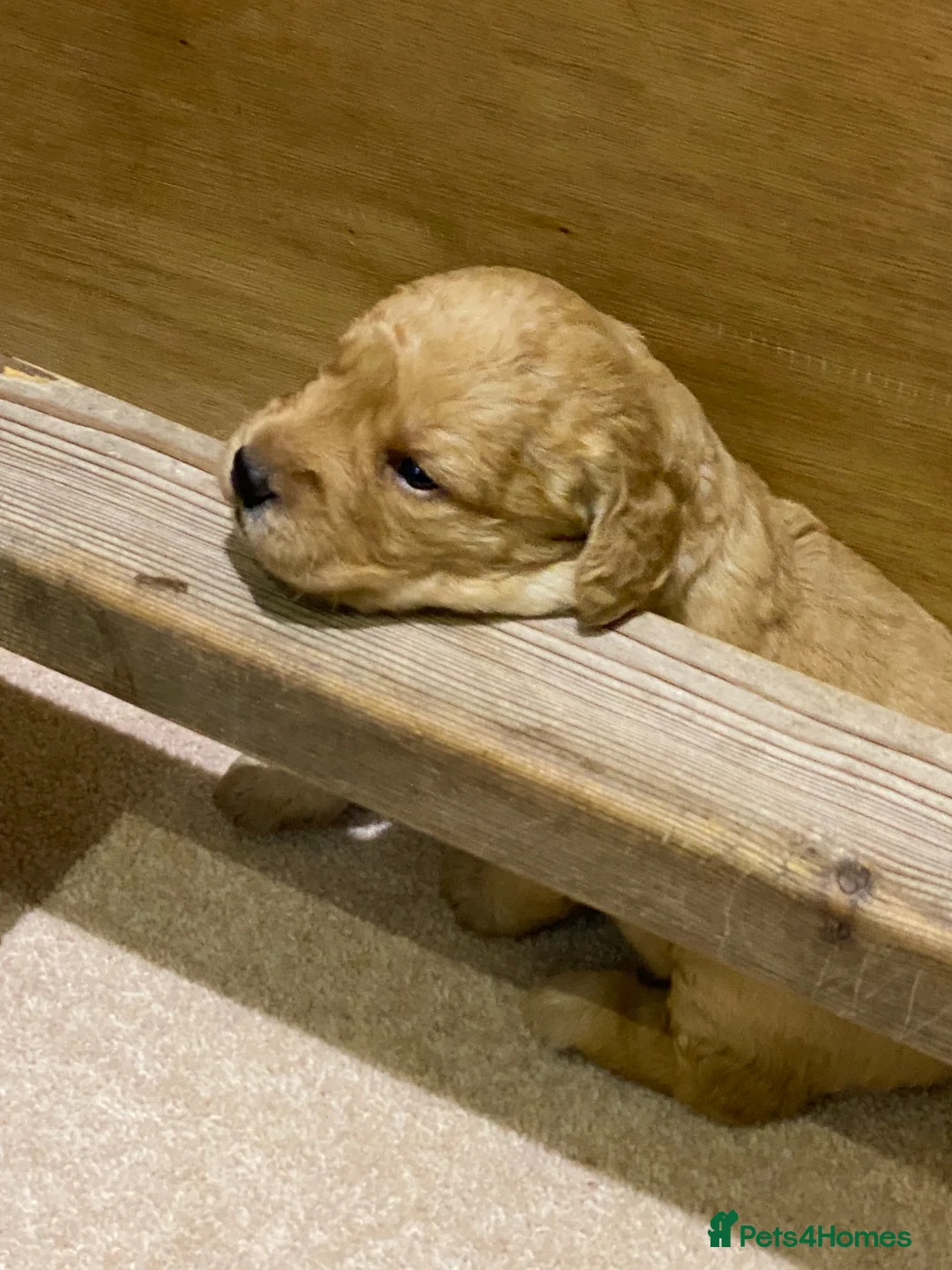 Labradoodle dogs for sale: F1 Red Miniature Labradoodles  - Advert 26