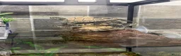 Terrapin reptiles for sale: 4 terrapins  in Birmingham - Advert 2