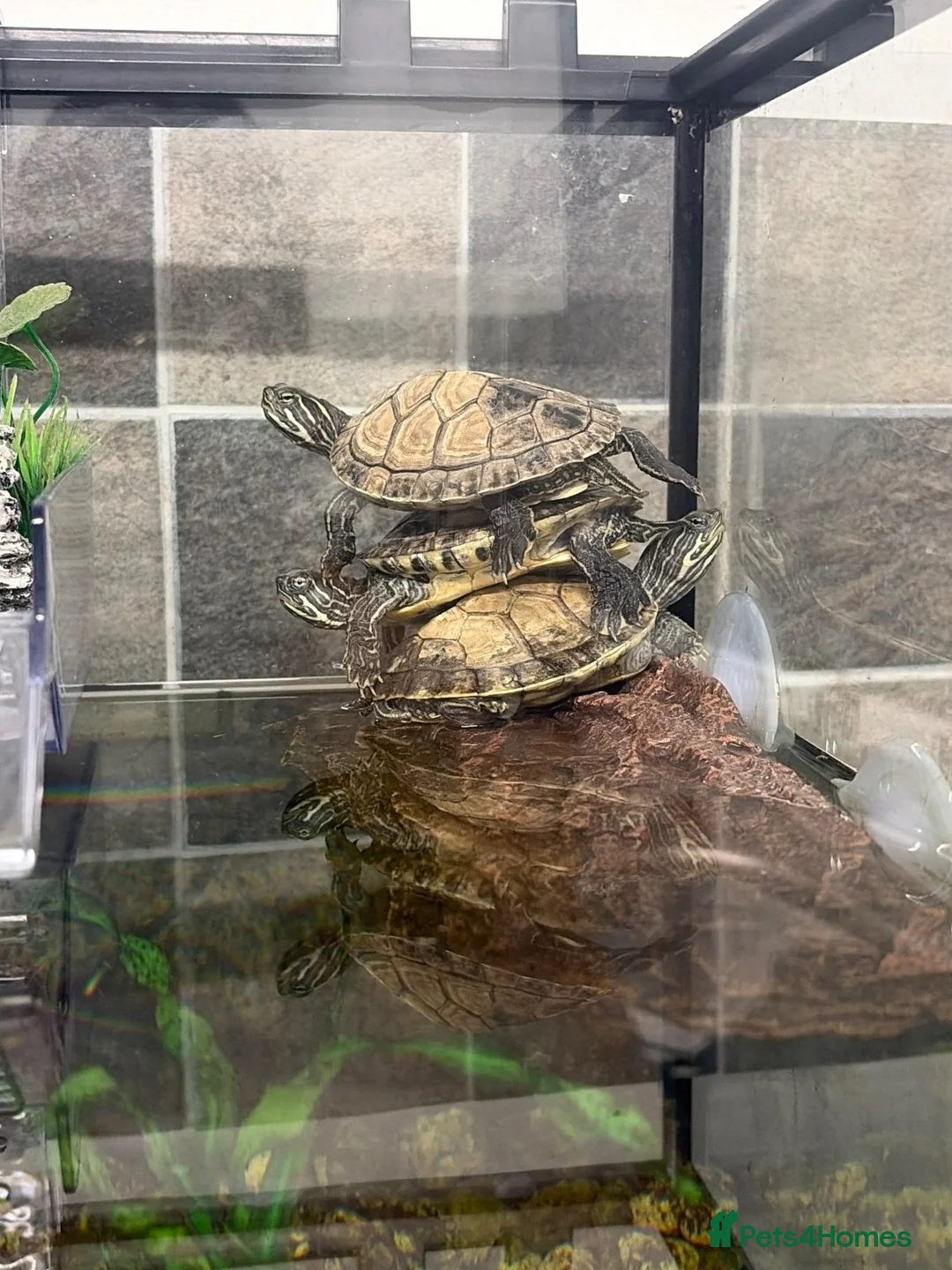 Terrapin reptiles for sale: 4 terrapins  in Birmingham - Advert 2