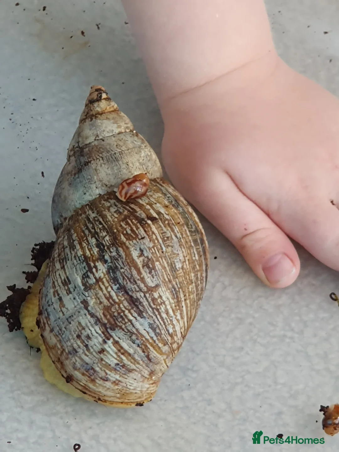 Snails invertebrates for sale: Giant African Land Snail babies - Advert 5