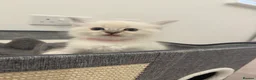 Ragdoll cats for sale: Adorable Ragdoll kittens  - Advert 12