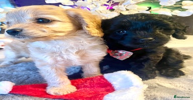 Cavapoo dogs Cavapoo - Advert 12