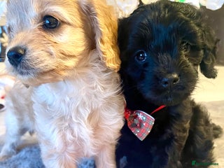 Cavapoo dogs Cavapoo - Advert 3