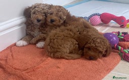 Maltipoo dogs for sale: Toy Maltipoo puppies (all girls) 8 weeks old - Image 6