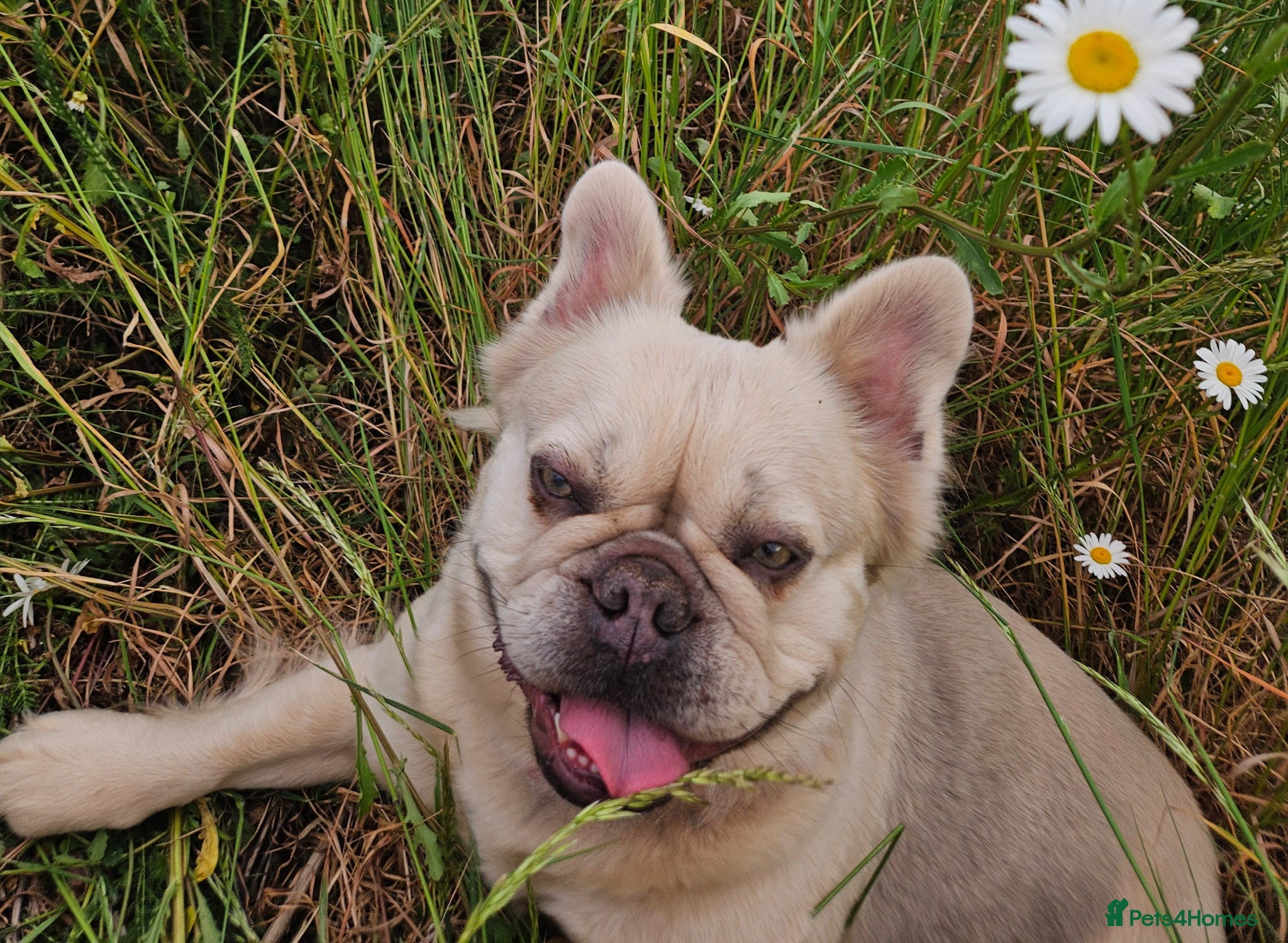 French Bulldog dogs Kennel club Fluffy frenchie female available  - Advert 16