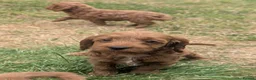 Cockapoo dogs for sale: Licensed breeder, health tested F1 cockapoo pups - Advert 15