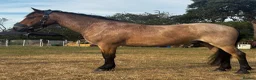 New Forest horses for sale: Smart 4 Year Old PB NF Gelding - Advert 3