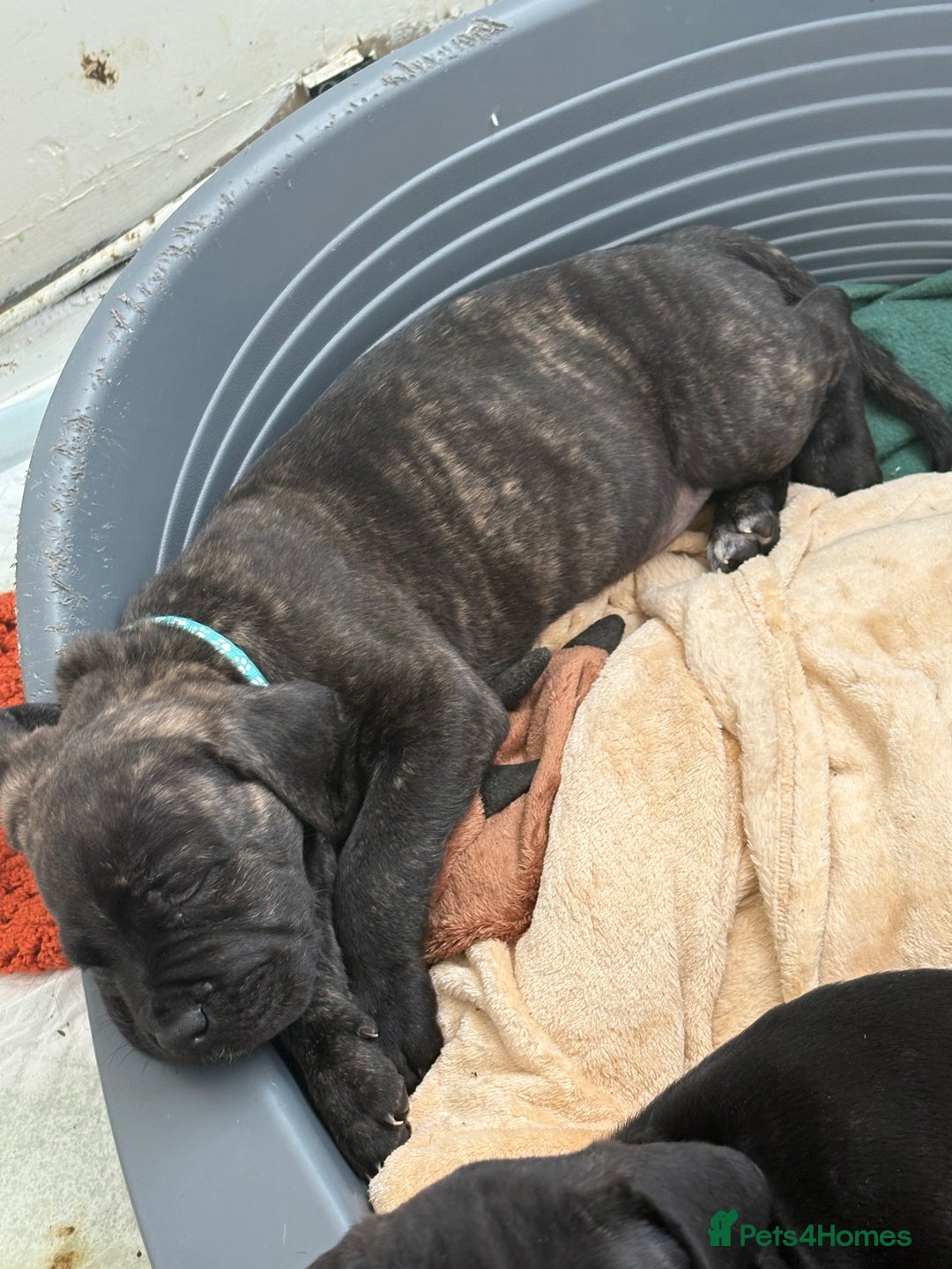 Mixed Breed dogs for sale: Cane Corso x boerboel  - Image 16