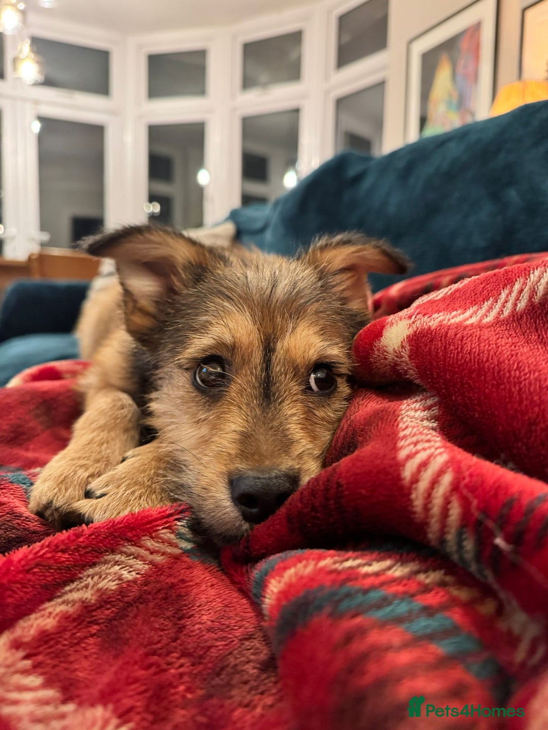 Mixed Breed dogs for adoption: Sweet sugar  - Image 8