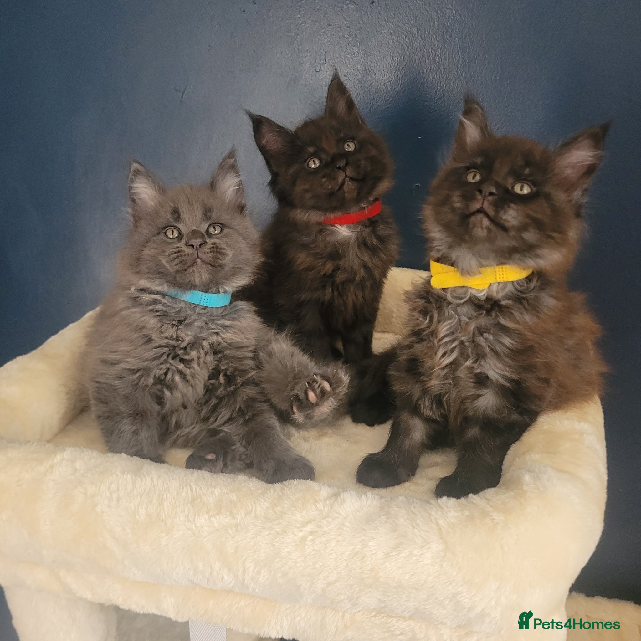 Maine Coon cats STUNNING Maine Coon Registered kittens - Advert 1