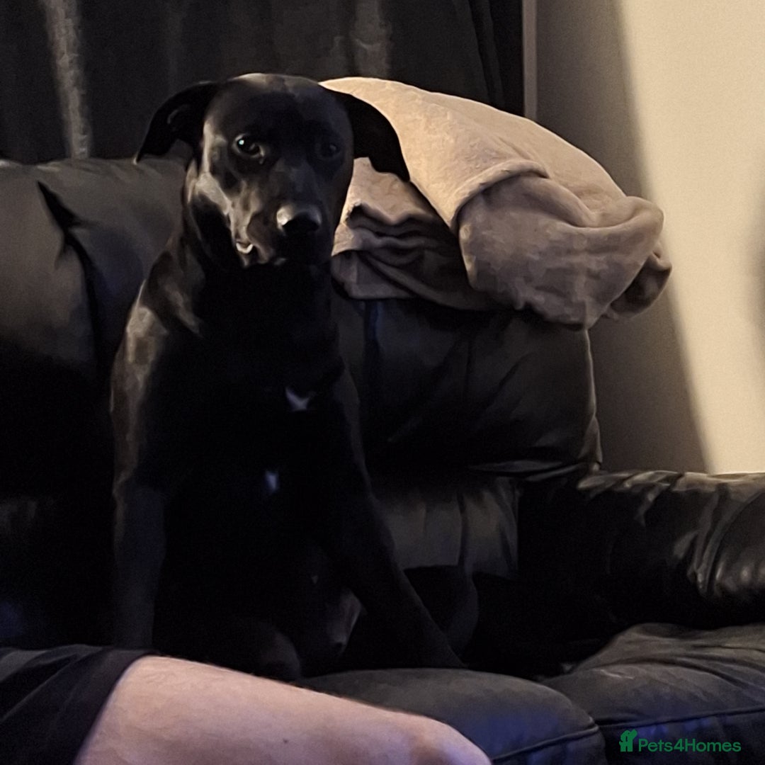 Mixed Breed dogs for sale: 10 month old staffy cross - Image 1