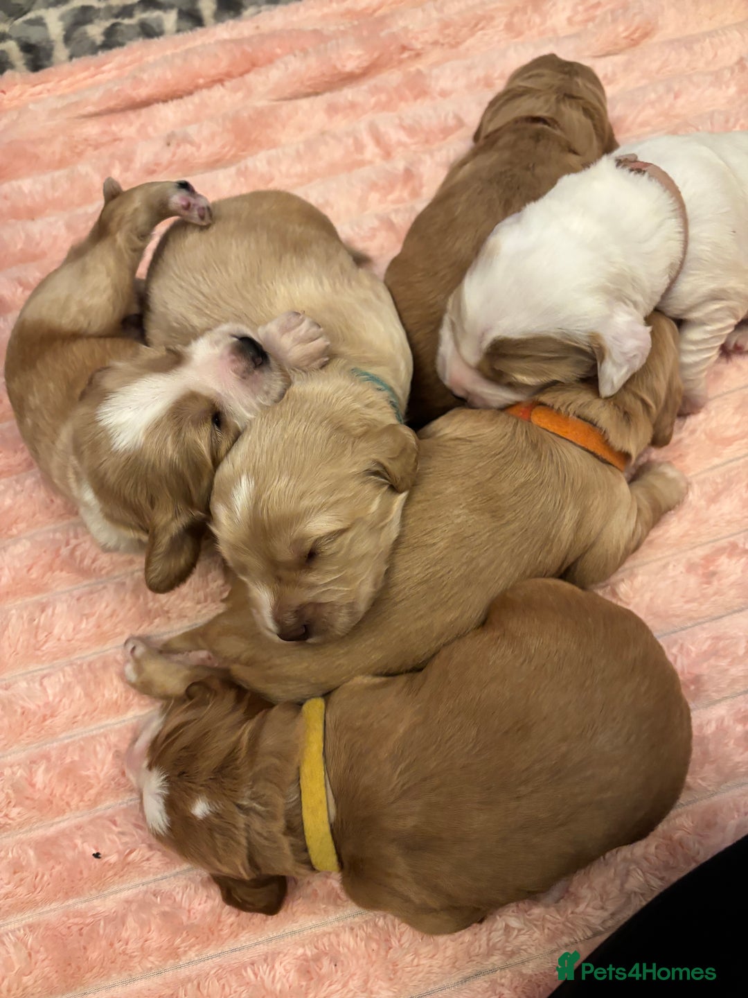 Cocker Spaniel dogs for sale: 6 beautiful cocker spaniels ALL DEPOSIT PAiD - Advert 1