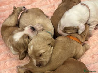 Cocker Spaniel dogs 6 beautiful cocker spaniels ALL DEPOSIT PAiD - Advert 10