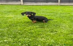 Miniature Dachshund dogs for sale: Miniature Dachshund Boys and Girls - Image 22