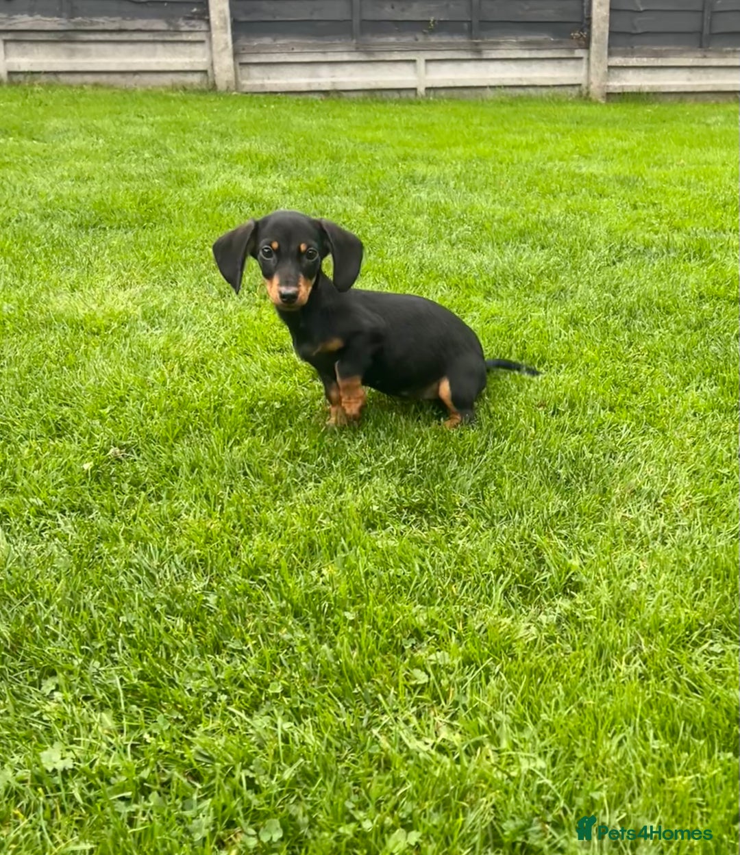 Miniature Dachshund dogs for sale: Miniature Dachshund Boys and Girls - Image 22