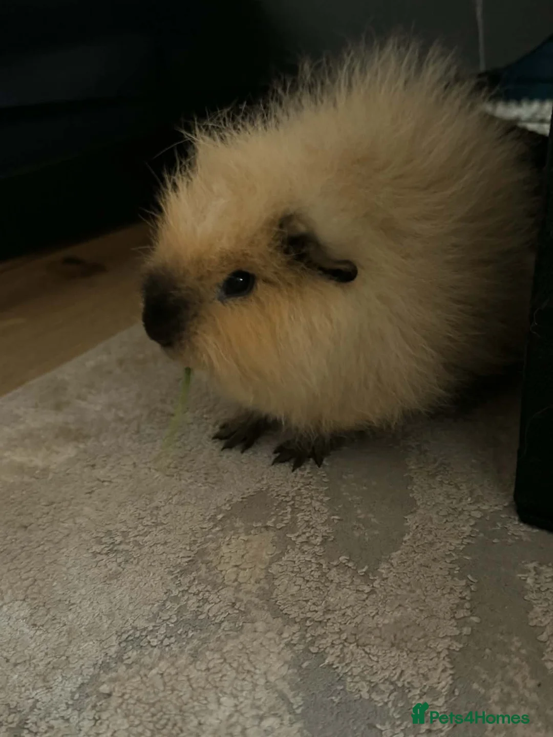 Guinea Pig rodents for sale: Baby Guinea pigs Boys & Girls - Advert 13