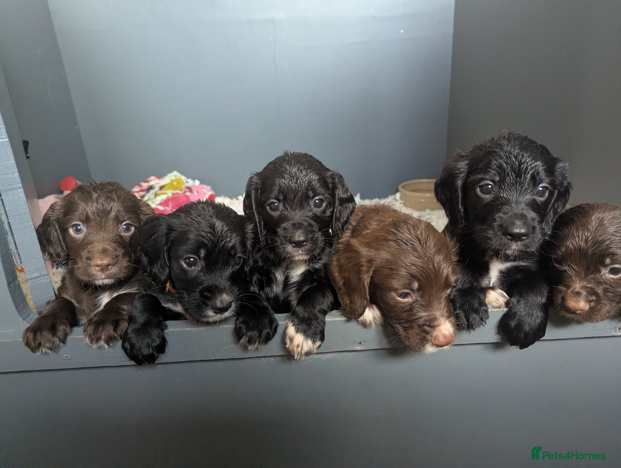 Sprocker dogs Beautiful Sprocker Puppies  - Advert 1
