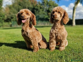 Miniature Poodle dogs 5 YEAR OLD RED MINIATURE POODLE FOR RETIRING HOME - Advert 9