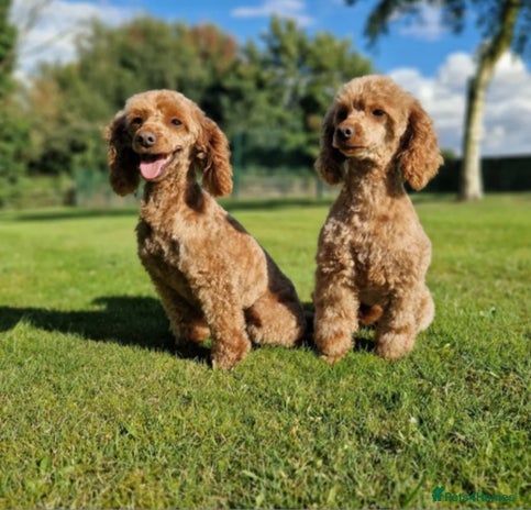 Miniature Poodle dogs 5 YEAR OLD RED MINIATURE POODLE FOR RETIRING HOME - Advert 11