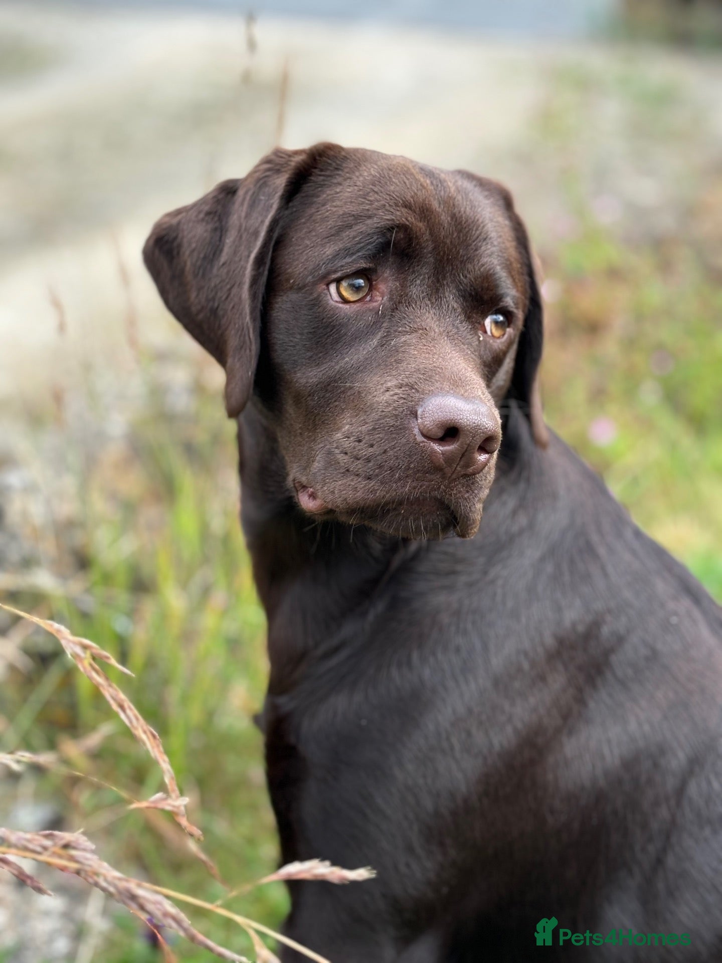 Labrador Retriever dogs Chocolate Labrador Bitch Puppies - Advert 5