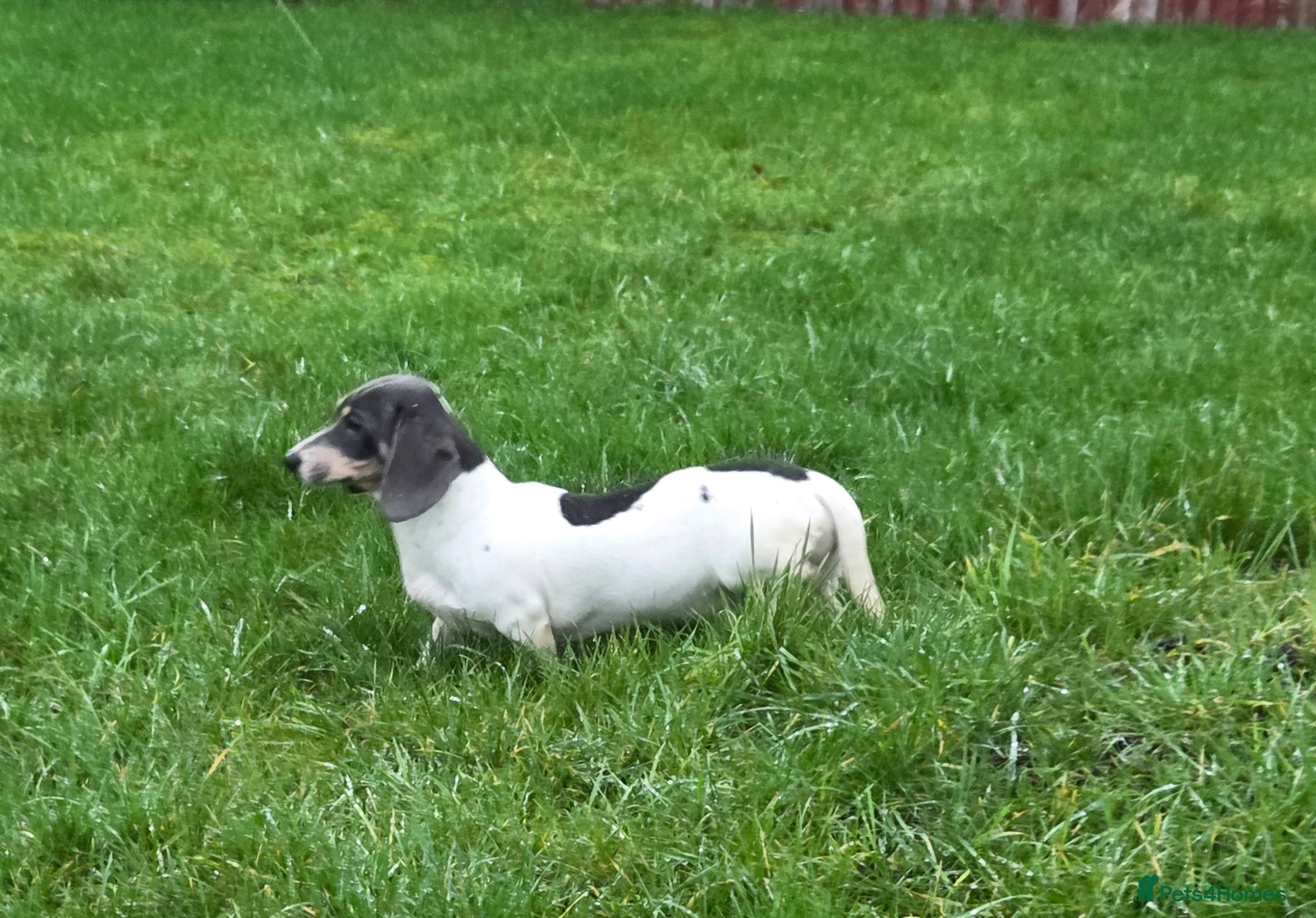 Miniature Dachshund dogs Blue & Tan pied mini daxi stud carrying choc - Advert 5