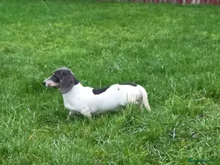 Miniature Dachshund dogs Blue & Tan pied mini daxi stud carrying choc - Advert 5