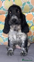 Cocker Spaniel dogs - Advert 1
