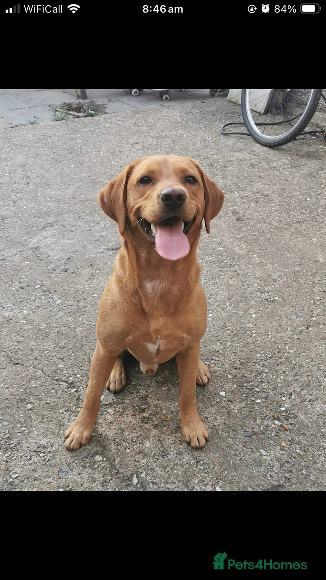 Labrador Retriever dogs for sale: Kc Fox red Labradors - Advert 2