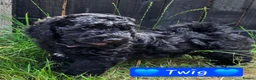 Cockapoo dogs for sale: Health Tested F1b Cockapoo Puppies - Advert 31
