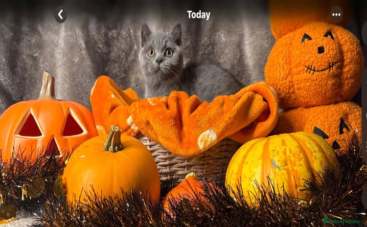 British Shorthair cats - Advert 9