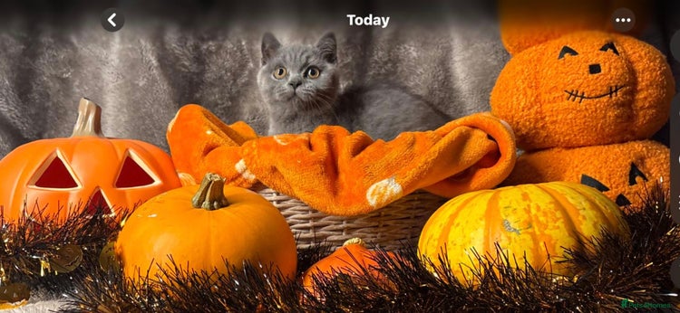 British Shorthair cats - Advert 15