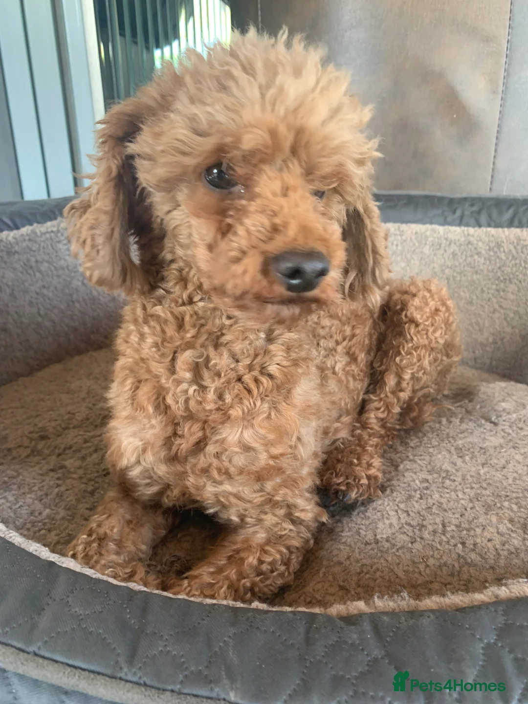 Cockapoo dogs for sale: Beautiful babies available  - Advert 34