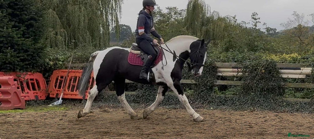 Irish Cob horses for sale: Henry -The real life super cob  - Image 3