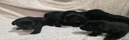 Mixed Breed dogs for sale: Labernese F1 Puppies - Advert 29
