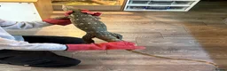 Monitor reptiles for sale: Male Nile monitor approximately 3years old - Advert 2