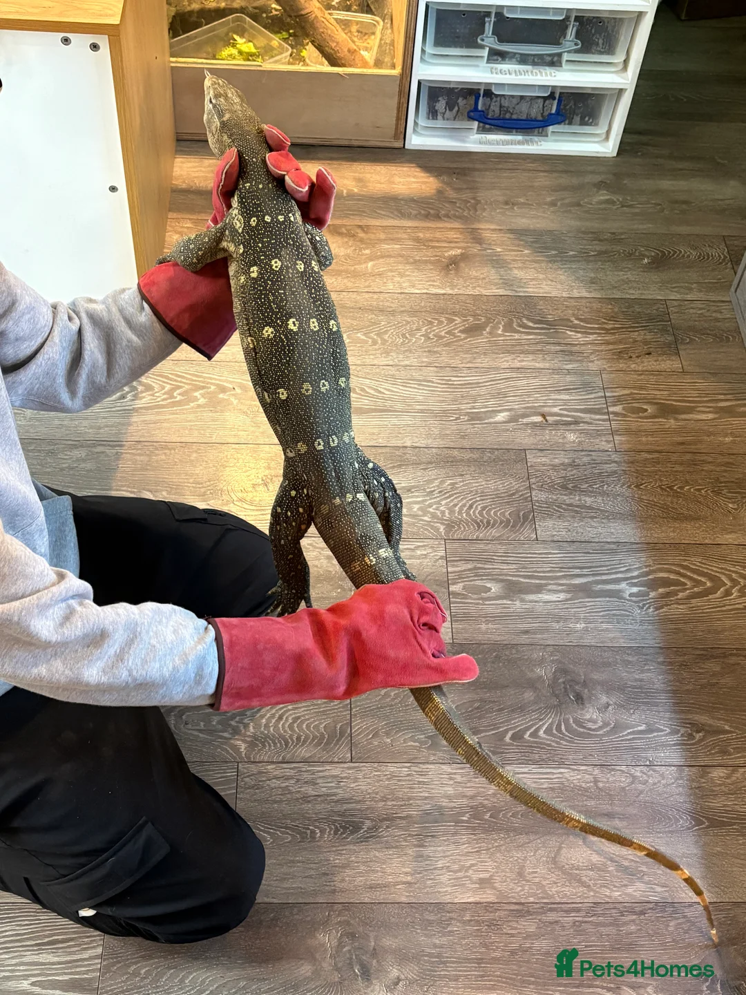 Monitor reptiles for sale: Male Nile monitor approximately 3years old - Advert 2