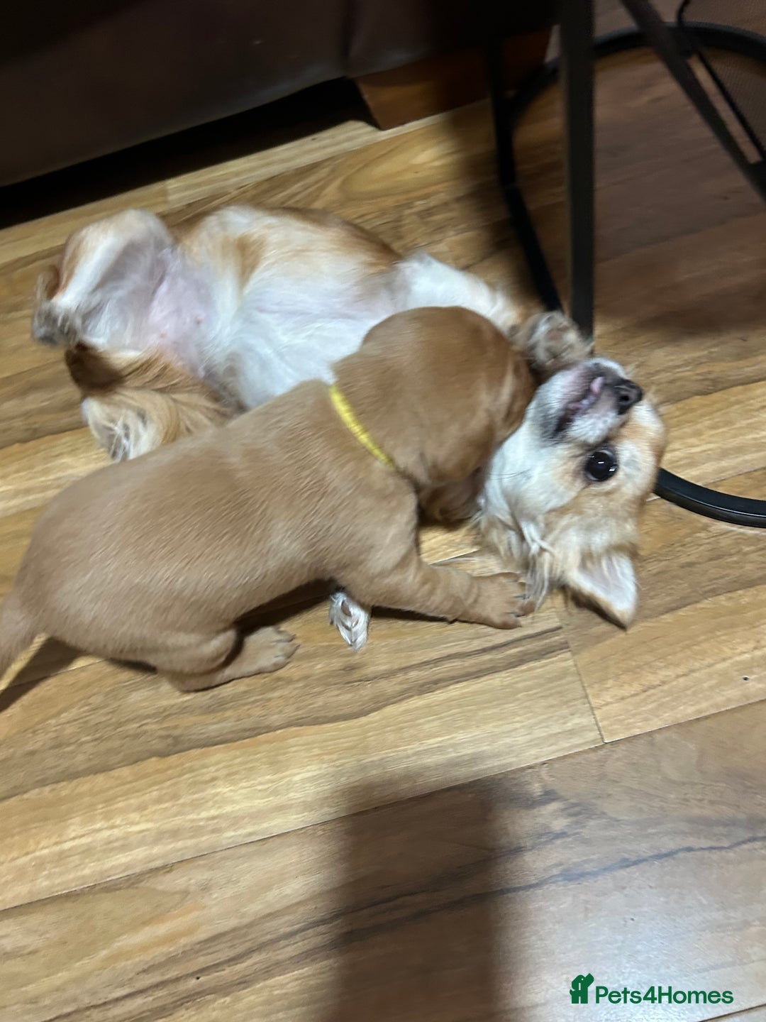 Labrador Retriever dogs for sale: 5 Pedigree KC Reg Fox Red Labs ready NYE  - Advert 6