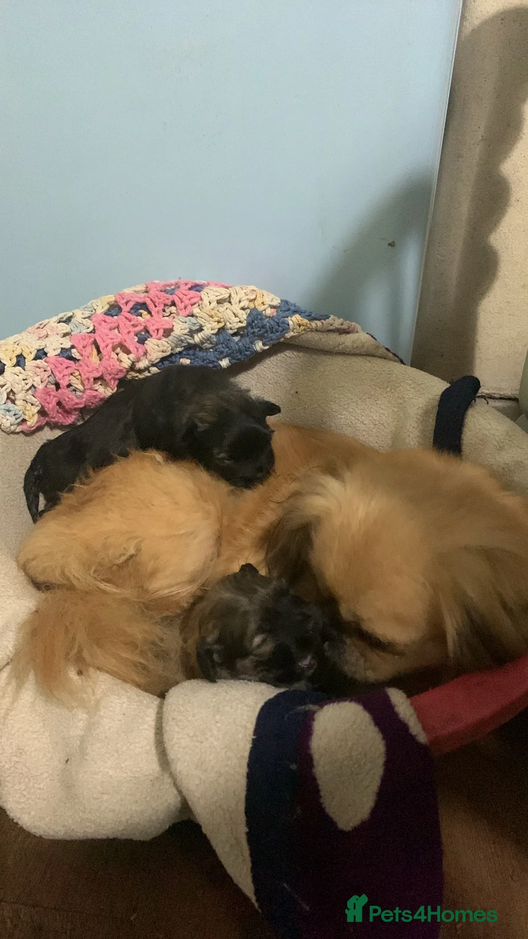 Mixed Breed dogs for sale: F1 Peekapoo puppies (Pekinese x Toy poodle) - Advert 2