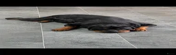 Rottweiler dogs for sale: Amazing Rottweiler litter of 12, 5 girls 7 boys  - Advert 13