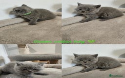 British Shorthair cats for sale: British Shorthair kittens  - Image 4