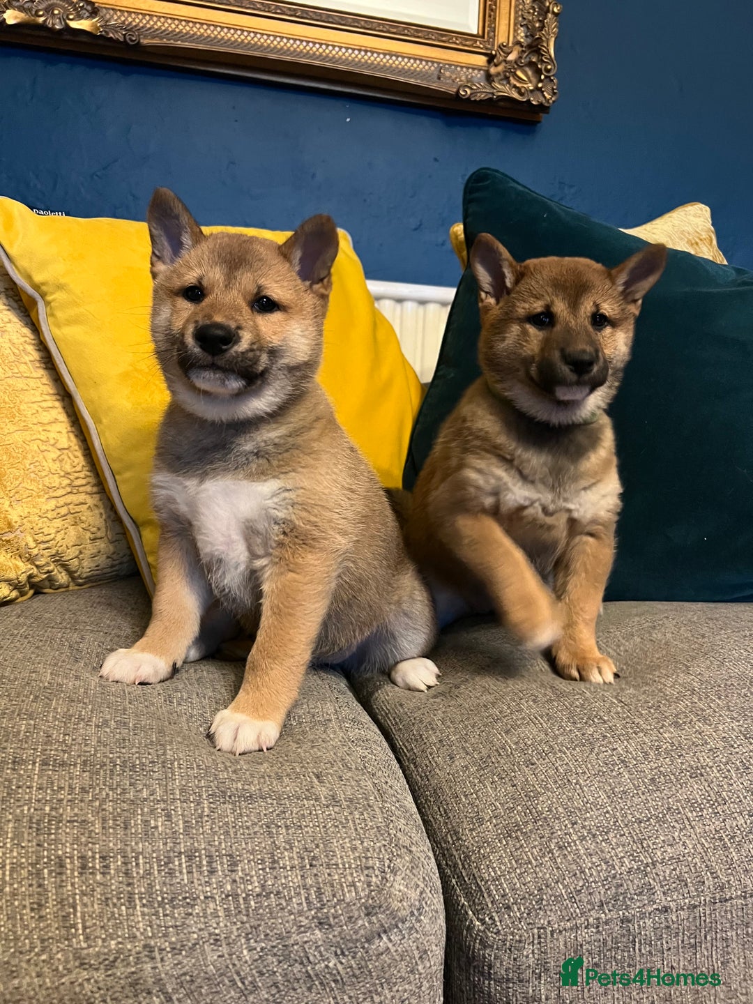 Japanese Shiba Inu dogs for sale: K.C reg Red Japanese Shiba Inu Puppies - Image 1