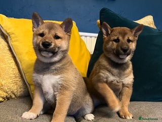 Japanese Shiba Inu dogs - Advert 3