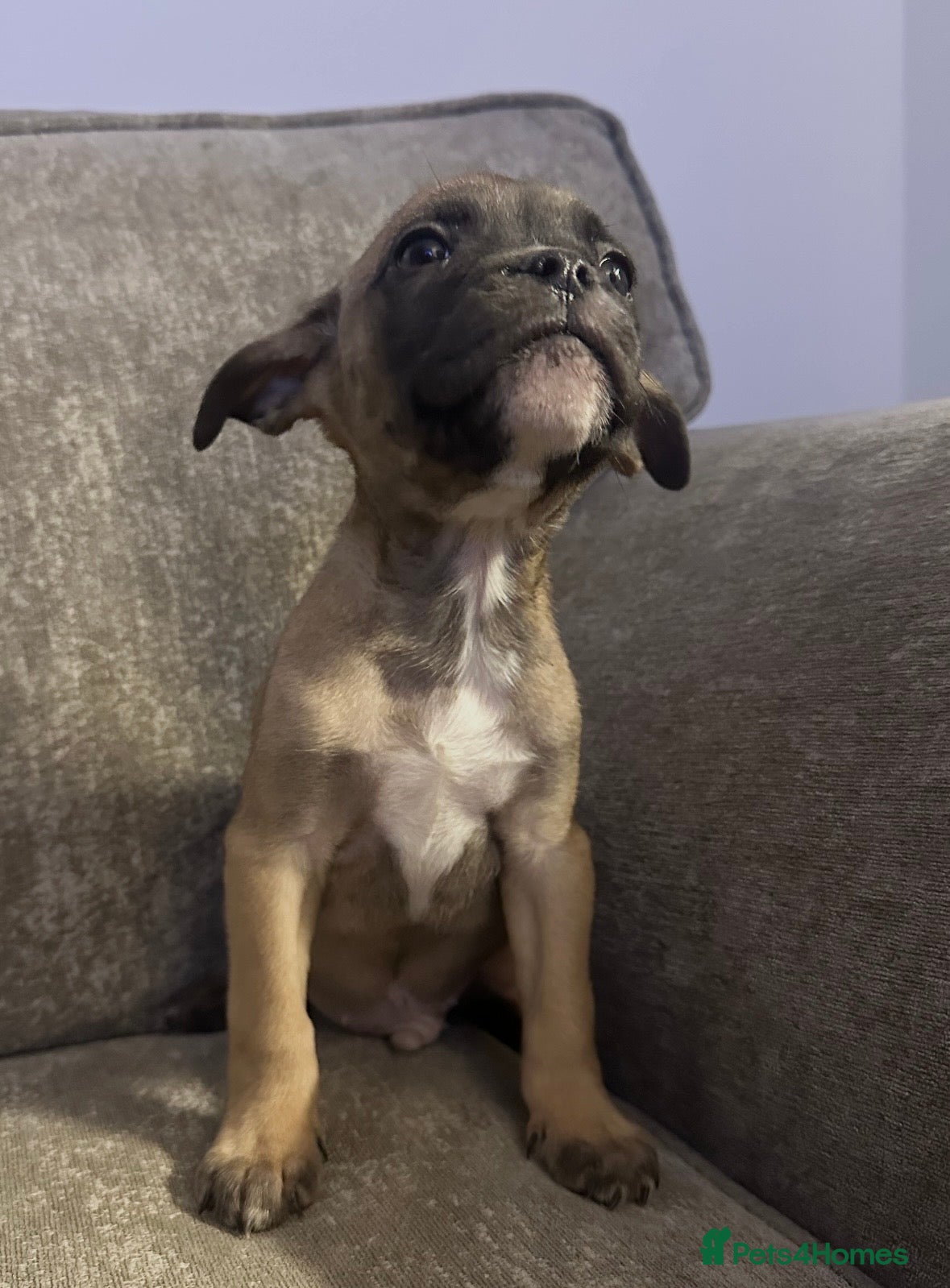 Mixed Breed dogs Last boy looking for his forever home  - Advert 3