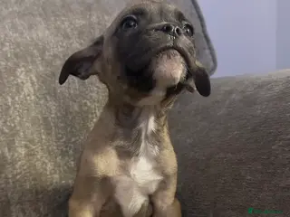 Mixed Breed dogs Last boy looking for his forever home - Advert 3