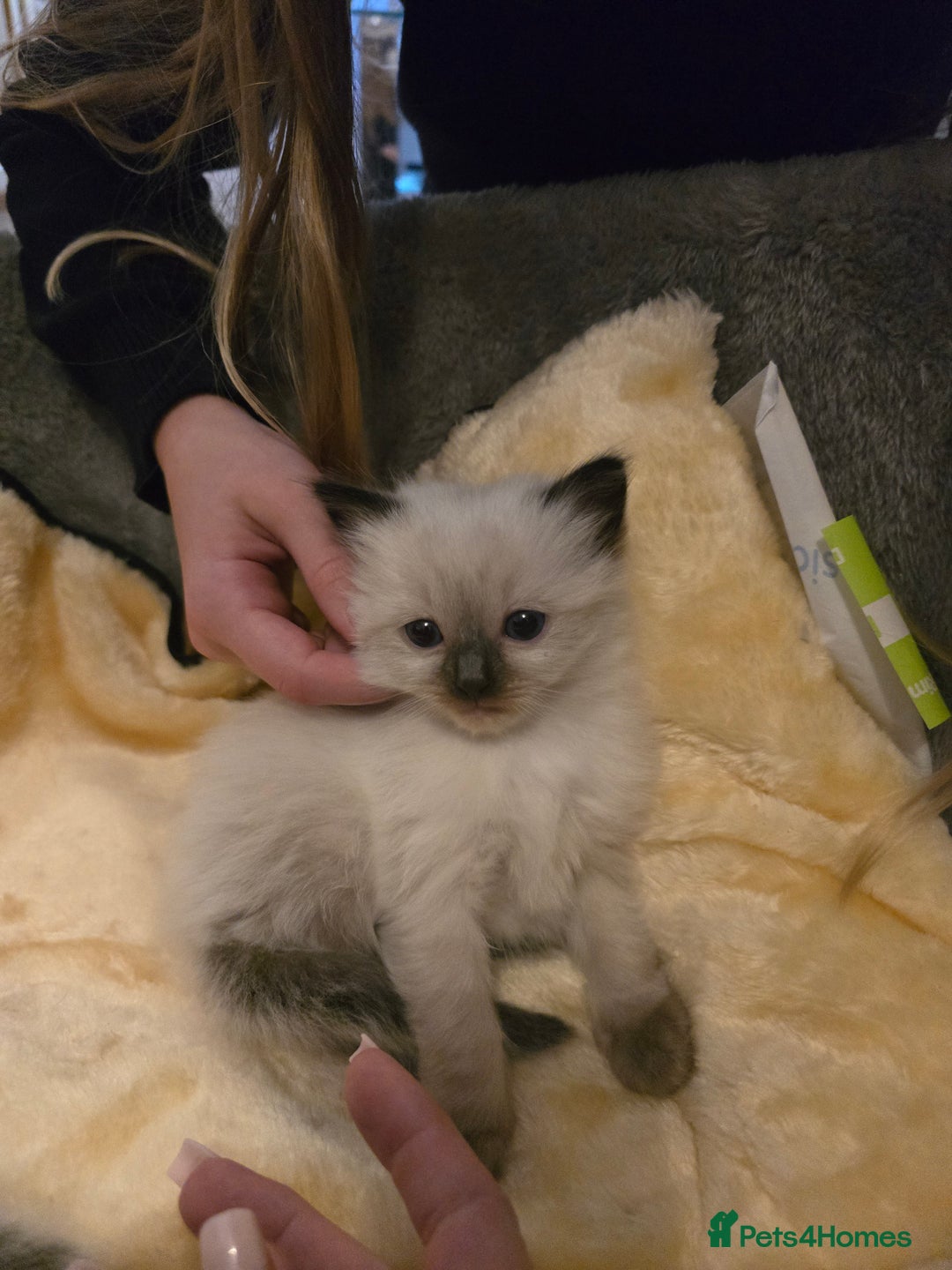 Ragdoll cats for sale: Ragdol KITTENS 😸 ♥️  - Image 26