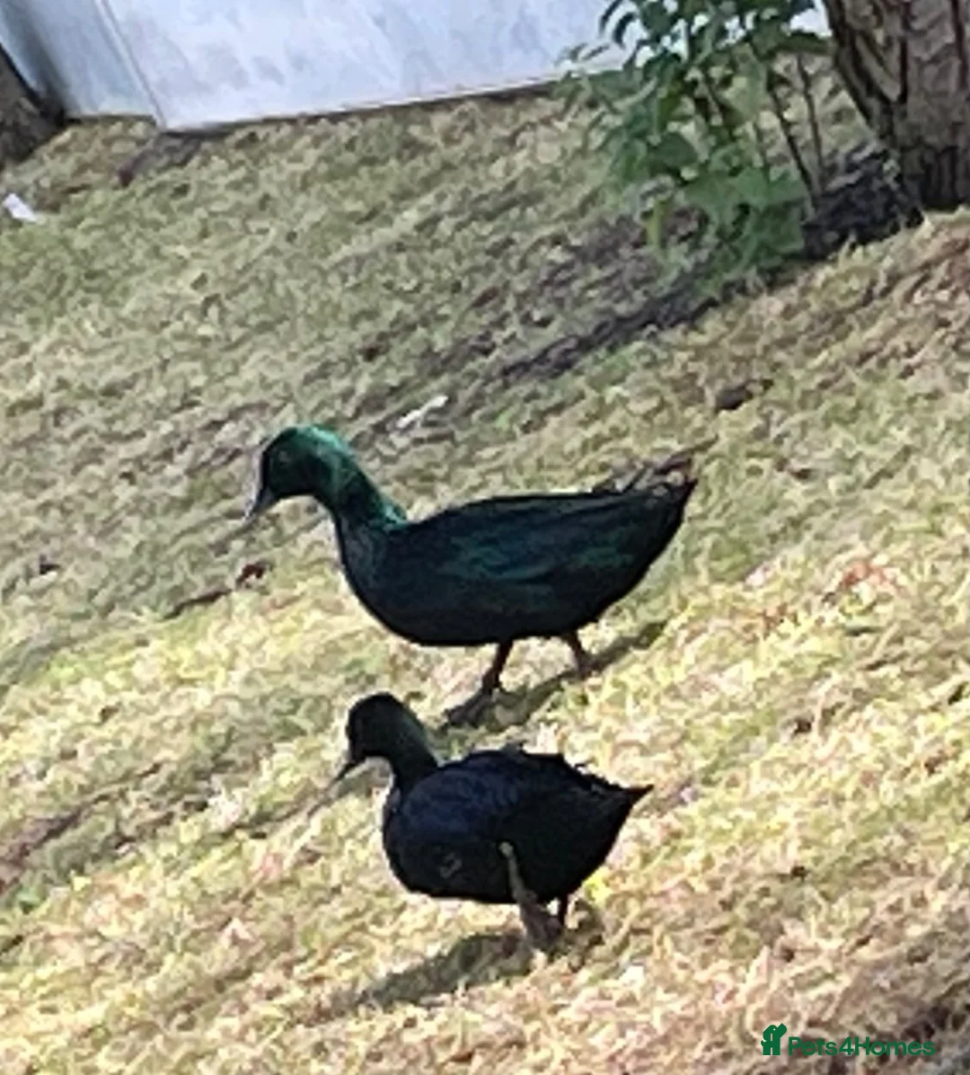 Ducks poultry for sale: Bantam pair of Black East Indian ducks - Advert 1