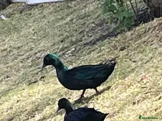 Ducks poultry for sale: Bantam pair of Black East Indian ducks - Advert 1