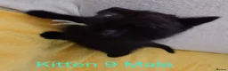 Mixed Breed cats for sale: 12 Beautifull kittens looking for a home. - Advert 24