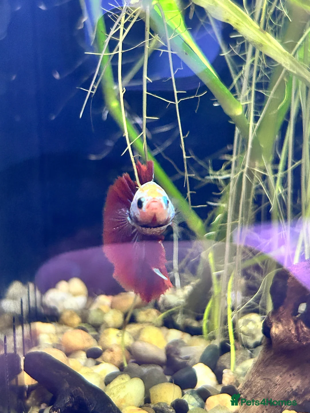 Bettas fish for sale: Male Betta Fish - Advert 2