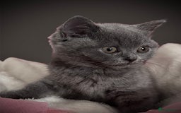 British Shorthair cats for sale: 🐾 Blue British Shorthair Kittens  🐾 - Image 5